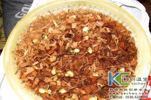 無土栽培，無土栽培技術，無土栽培基質