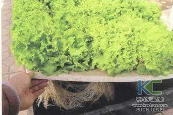 無(wú)土栽培，無(wú)土栽培技術(shù)，無(wú)土栽培設(shè)備