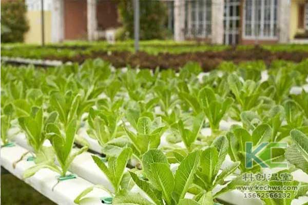 無土栽培，無土栽培技術，無土栽培設備