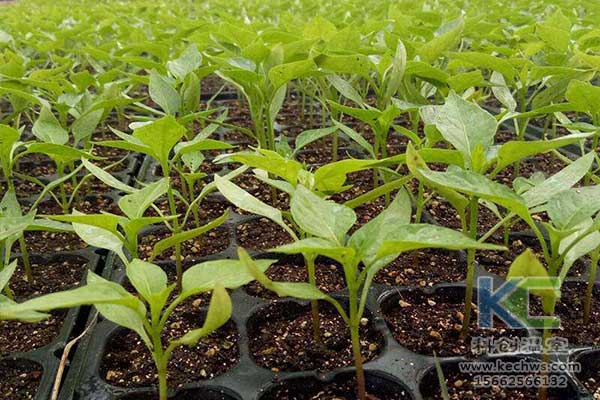 無土栽培，無土栽培技術(shù)，無土栽培設(shè)備