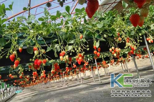 無土栽培，無土栽培技術(shù)，無土栽培設(shè)備