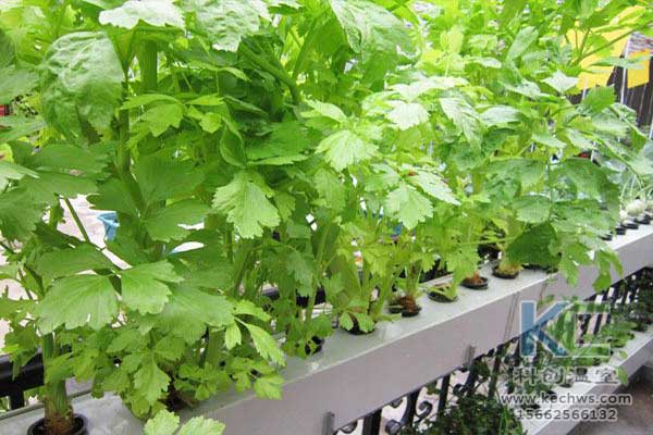 無土栽培，無土栽培技術(shù)，無土栽培設備