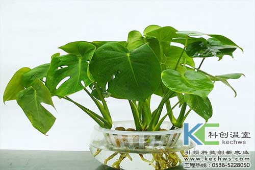 無土栽培，無土栽培技術，無土栽培設備