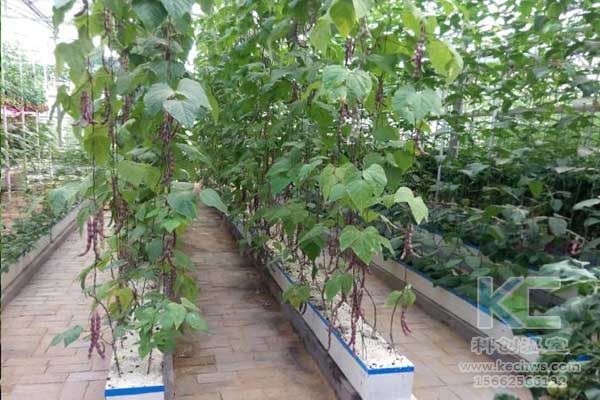 無(wú)土栽培，無(wú)土栽培技術(shù)