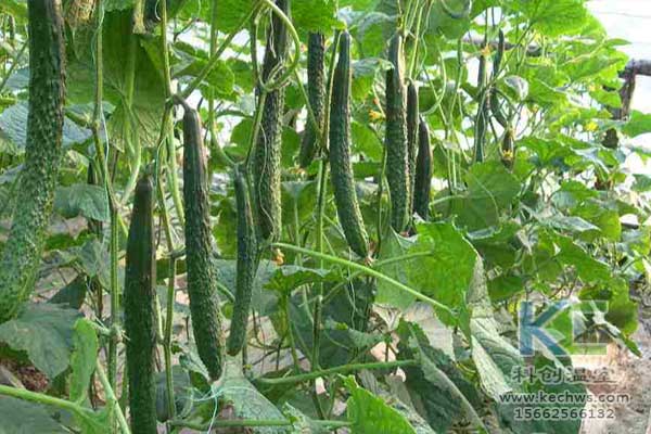 無土栽培，無土栽培技術(shù)，無土栽培設(shè)備