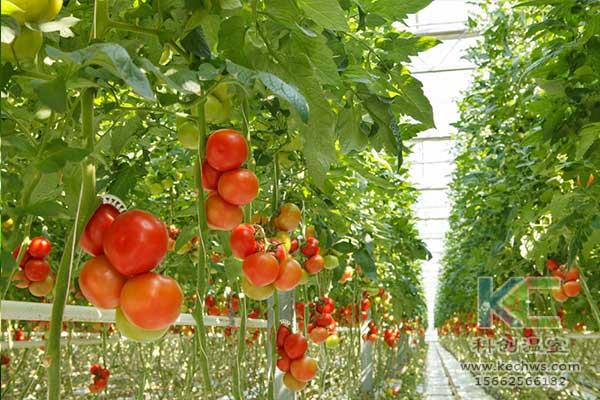 無土栽培，無土栽培技術