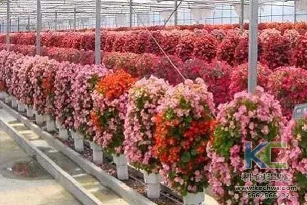 無土栽培，無土栽培技術(shù)，無土栽培設(shè)備