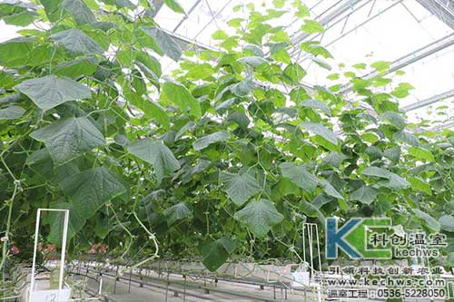 無土栽培，無土栽培技術，無土栽培設備