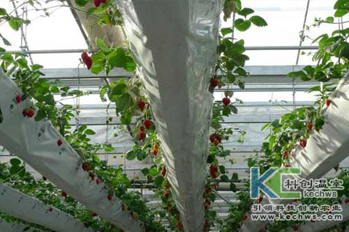無土栽培，無土栽培技術，無土栽培設備