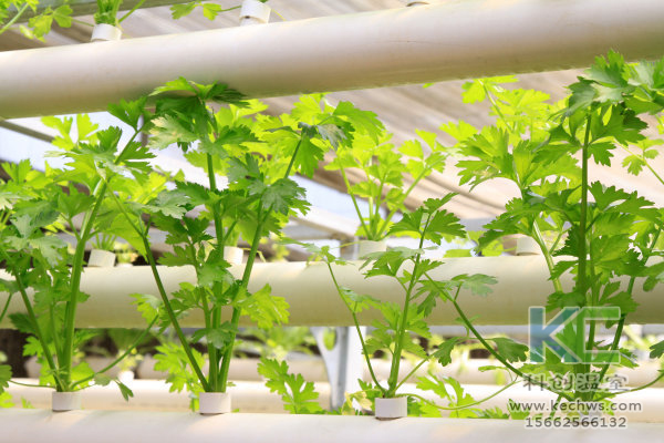 無土栽培，無土栽培技術，無土栽培設備，溫室大棚