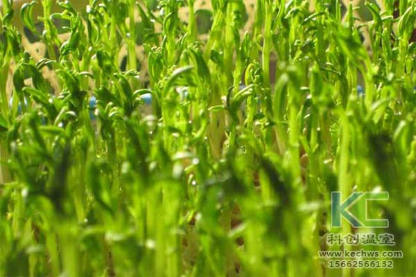 無土栽培，無土栽培基質