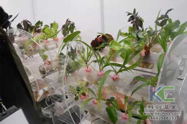 無土栽培，無土栽培技術(shù)