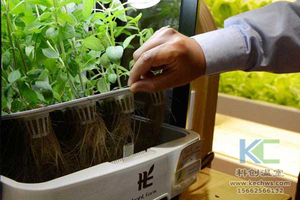 無土栽培，無土栽培技術(shù)，無土栽培設(shè)備