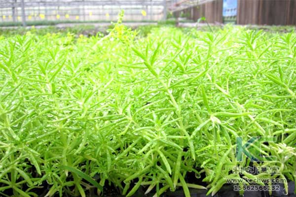 無土栽培，無土栽培技術，無土栽培設備