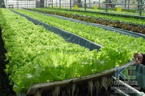 無(wú)土栽培，無(wú)土栽培技術(shù)，無(wú)土栽培設(shè)備