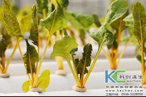 無土栽培，無土栽培技術，無土栽培設備