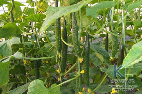 無土栽培，無土栽培技術(shù)，無土栽培設(shè)備