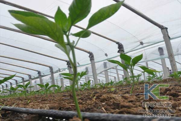無土栽培，無土栽培技術(shù)，無土栽培設(shè)備