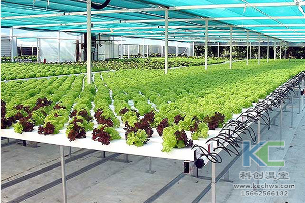 無土栽培，無土栽培技術，蔬菜栽培