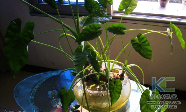 無土栽培，無土栽培技術，無土栽培設備