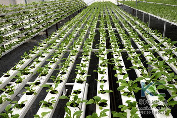 無土栽培技術，魚菜共生系統(tǒng)，無土栽培，溫室大棚