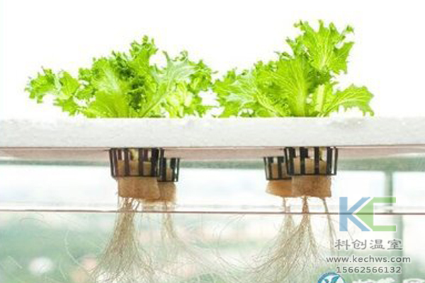 魚菜共生系統(tǒng)，無土栽培技術(shù)，無土栽培，溫室大棚