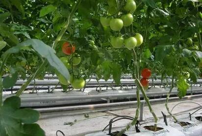 無土栽培，無土栽培技術，無土栽培設備