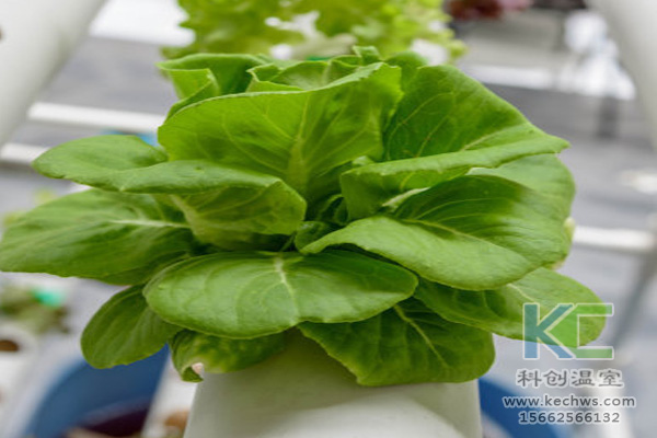 無土栽培，無土栽培技術，無土栽培設備