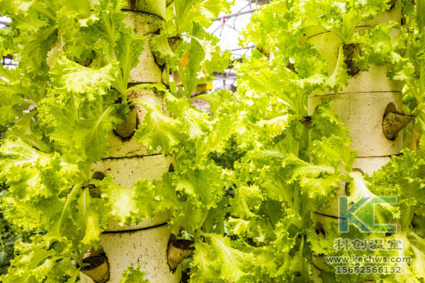 無土栽培，無土栽培技術，無土栽培設備