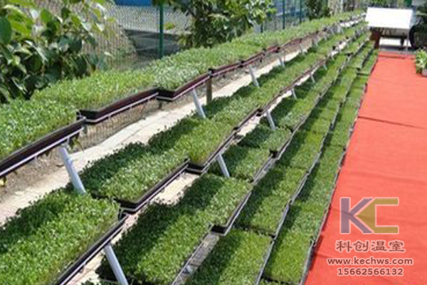 魚菜共生系統(tǒng)，無土栽培技術(shù)，無土栽培，溫室大棚
