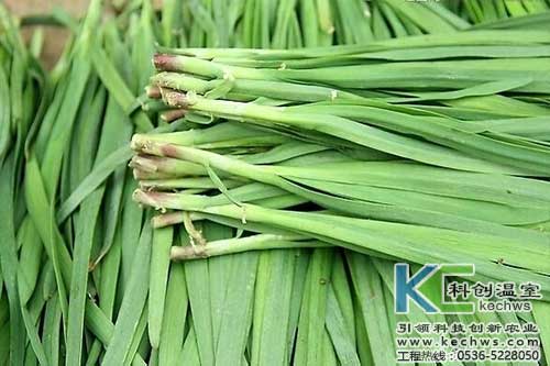 無土栽培，無土栽培技術，無土栽培設備