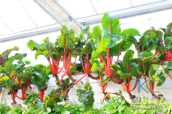 休閑農(nóng)業(yè)，無(wú)土栽培技術(shù)，無(wú)土栽培，溫室大棚