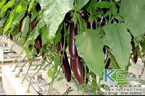 無土栽培，無土栽培技術(shù)，無土栽培設(shè)備