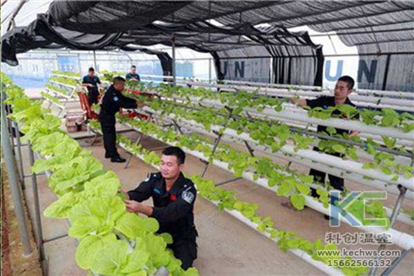 無(wú)土栽培，無(wú)土栽培技術(shù)，無(wú)土栽培設(shè)備