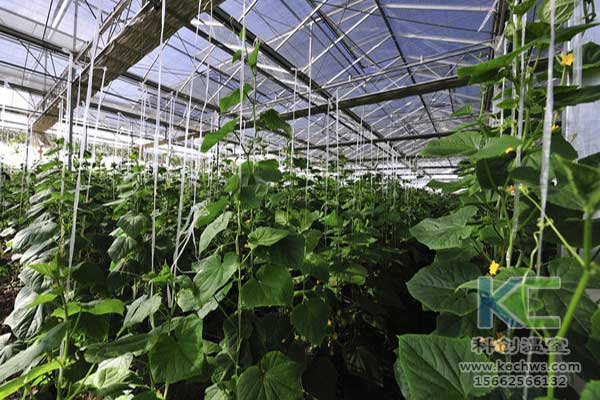 無土栽培，無土栽培技術(shù)，無土栽培設(shè)備