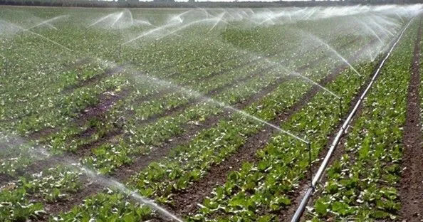 無土栽培，無土栽培技術，無土栽培設備