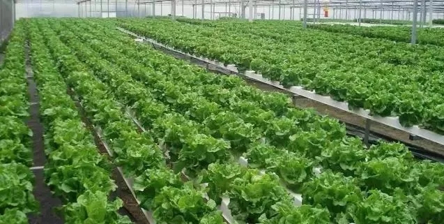 無土栽培，無土栽培技術，無土栽培設備