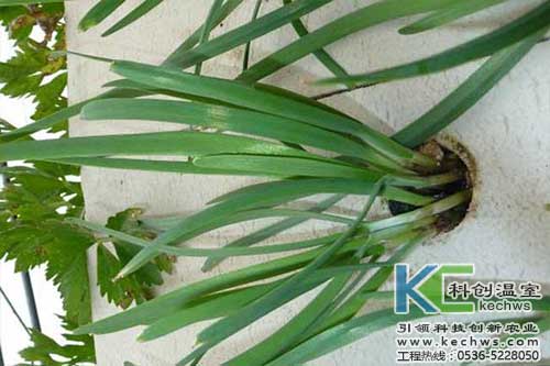 無土栽培，無土栽培技術，無土栽培設備