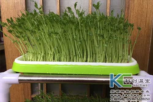 無土栽培，無土栽培技術(shù)，無土栽培設(shè)備