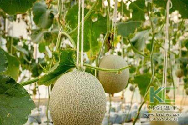 無土栽培，無土栽培技術，無土栽培設備