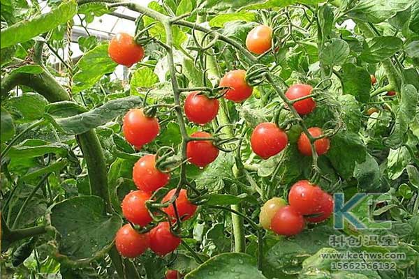 無土栽培，無土栽培技術，無土栽培設備