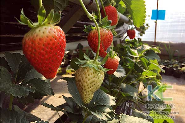 無土栽培，無土栽培技術(shù)，無土栽培設備