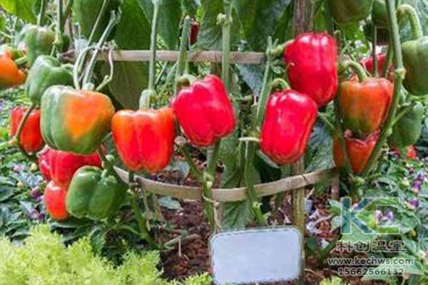 無土栽培，無土栽培技術，無土栽培設備