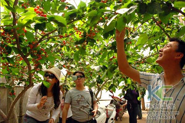 無土栽培，無土栽培技術(shù)，無土栽培設(shè)備