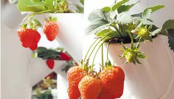 無土栽培，無土栽培技術，無土栽培設備