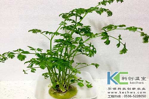 無土栽培，無土栽培技術(shù)，無土栽培設(shè)備