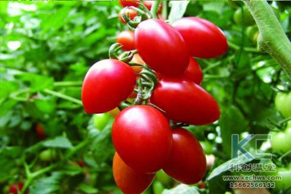 無土栽培，無土栽培技術，無土栽培設備