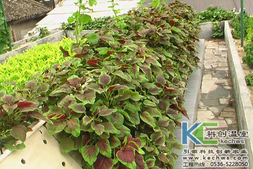 無土栽培，無土栽培技術，無土栽培設備