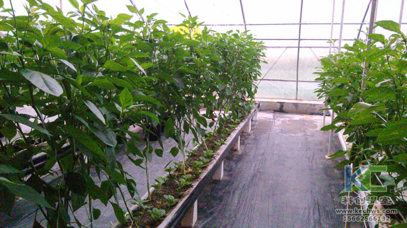 無土栽培，無土栽培技術，無土栽培設備