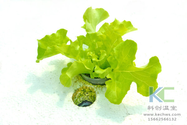 無土栽培，無土栽培技術(shù)，無土栽培設(shè)備